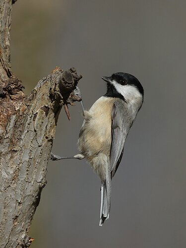 Carolina Chickadee