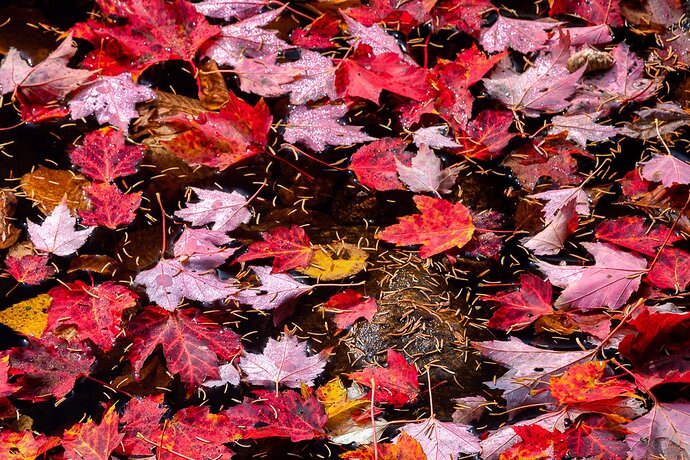 Hunt for Red October Crop