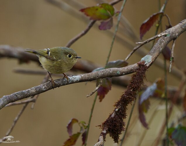 Ruby-crowned Kinglet