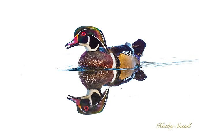 20211018-Wood Duck