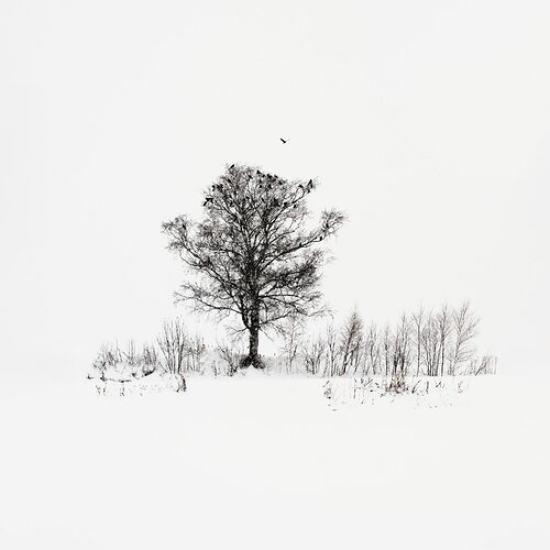 Ravens in Falling Snow v2
