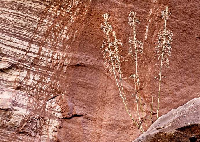 Original - Spirit Grasses .jpg