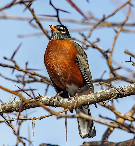 Robin Redbreast