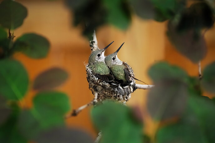 Original - Baby Twins_CO_Home Garden_06032026_DSC_4640-1_.jpg