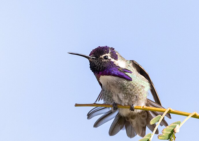 Costa's Hummingbird-6518-Edit