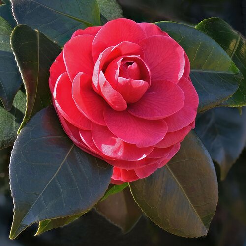 Camellia