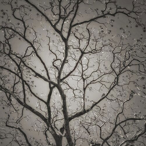 Beautiful Chaos  (tree abstract)