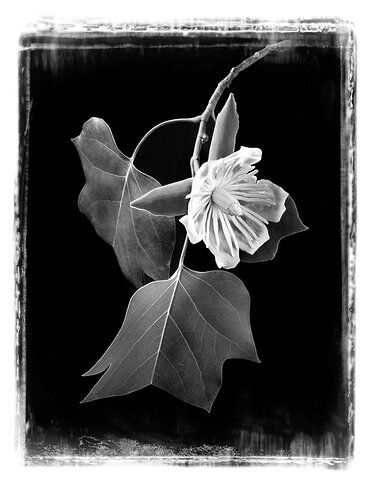 Tulip Tree Blossom #2, BW canvas print.jpg