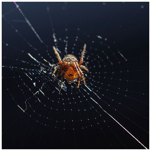 Spider.jpg