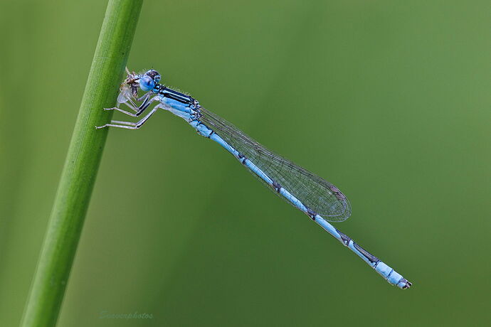Damsel having Breakfast.jpg