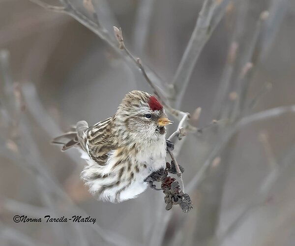 Common Redpoll