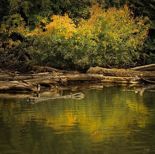 Sea Level Rocky Mountain Maple