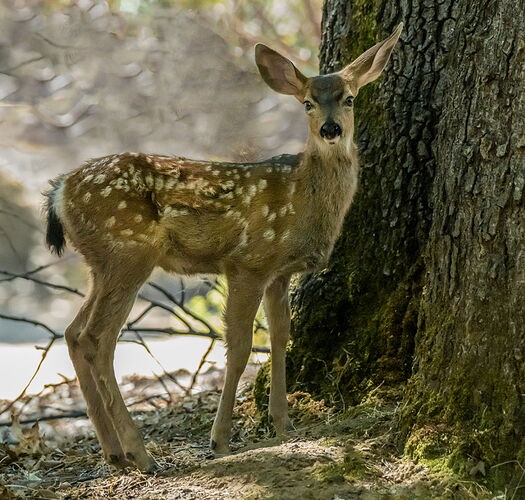 FAWN.jpg
