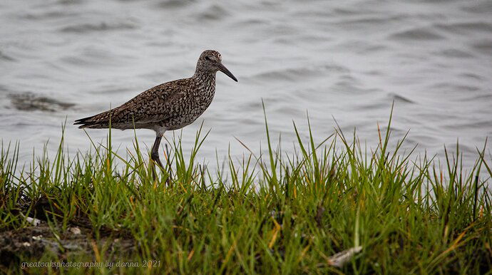 Eastern Willet