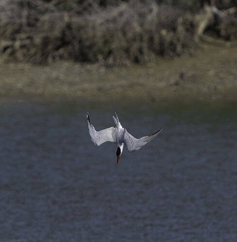 4 tern dive