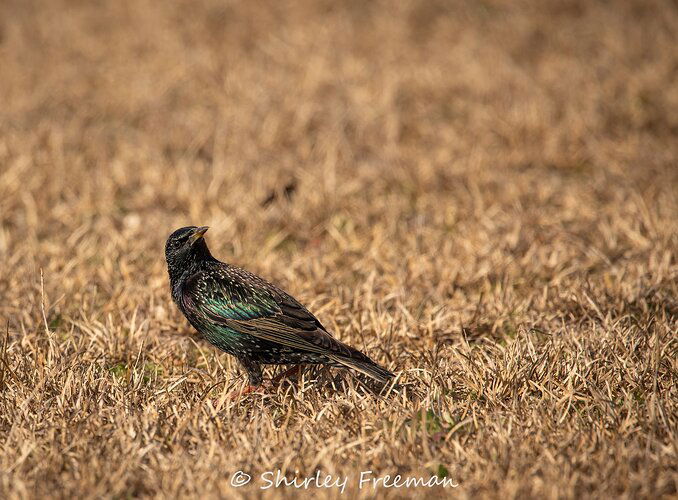 EuropeanStarling