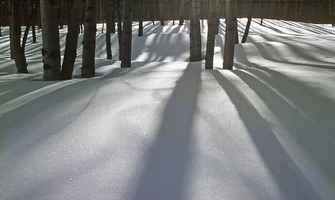 snow with tree shadows.jpg