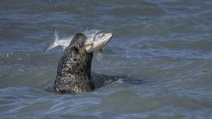 Harbor Seal's Trophy Salmon