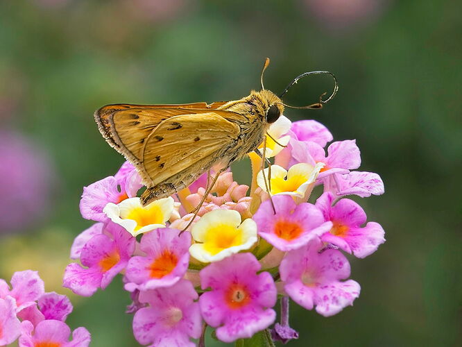 skipper-_K4A3020-.jpg