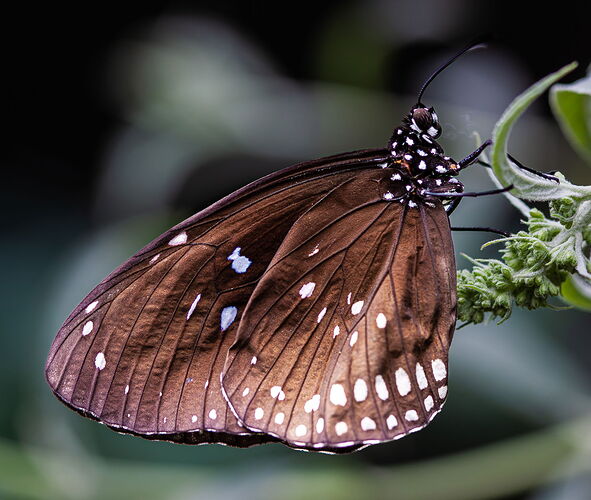 Spotted Black Crow (Euploea crameri  bremeri).jpg