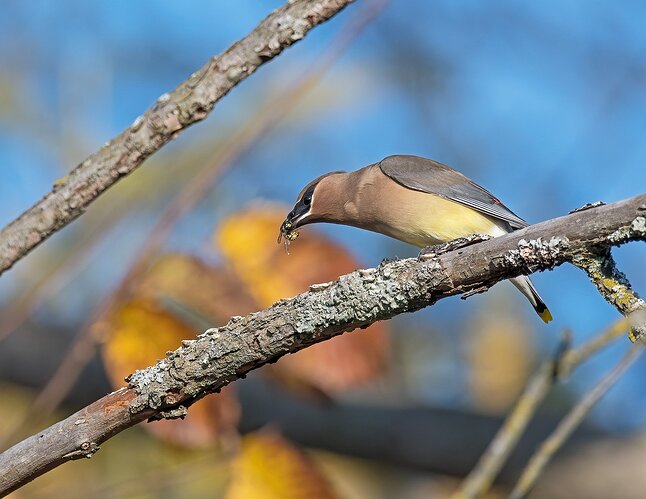 waxwing2