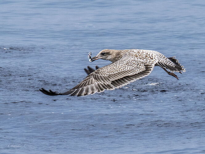 Gull with Lunch.jpg