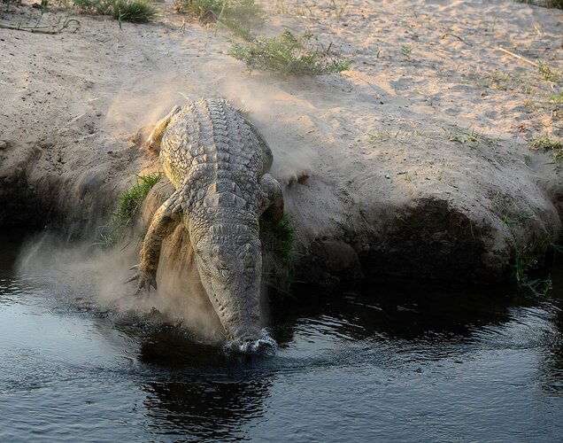 African Croc 1.7 Seconds Later #2-RSandor_2012_10_12_5867