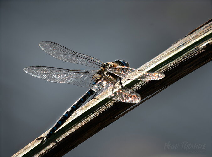 zoom in - nice but its just another DF shot