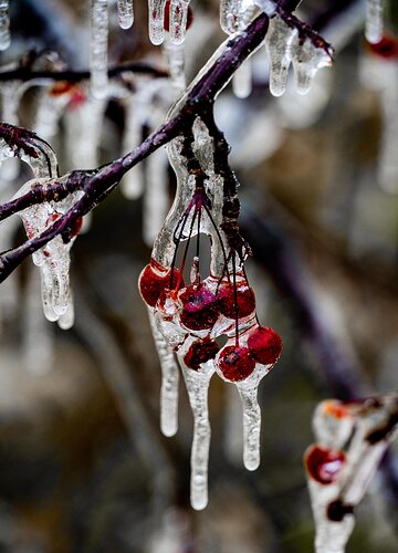 Frozen Cherries