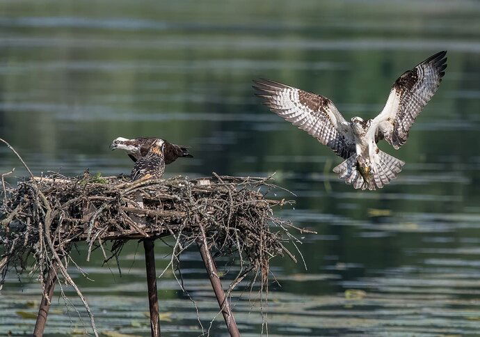 Osprey1