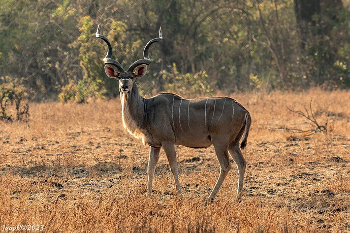 Greater Kudu