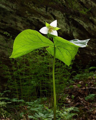 Bent Trillium spotlight