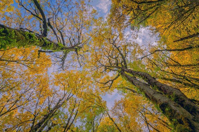 Look Up