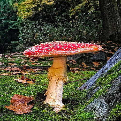 Amanita Muscaria.jpg