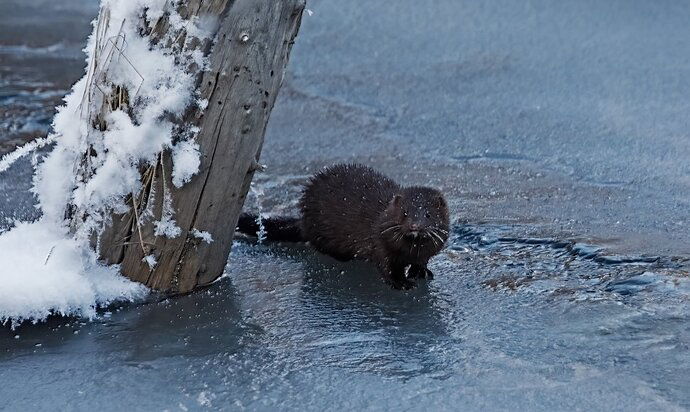 North American Mink in Alaska