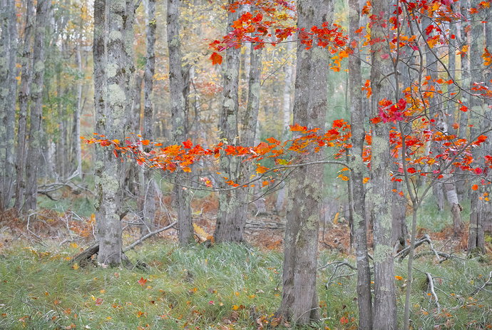 Original - Scarlet Interlude_Autumn Workshop in Acadia101525_0549-1.jpg