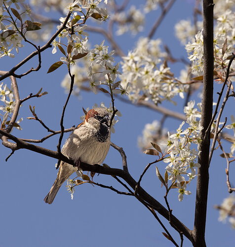 House Sparrow.jpg