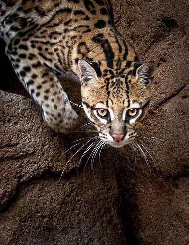 Ocelot Stalking breakfast