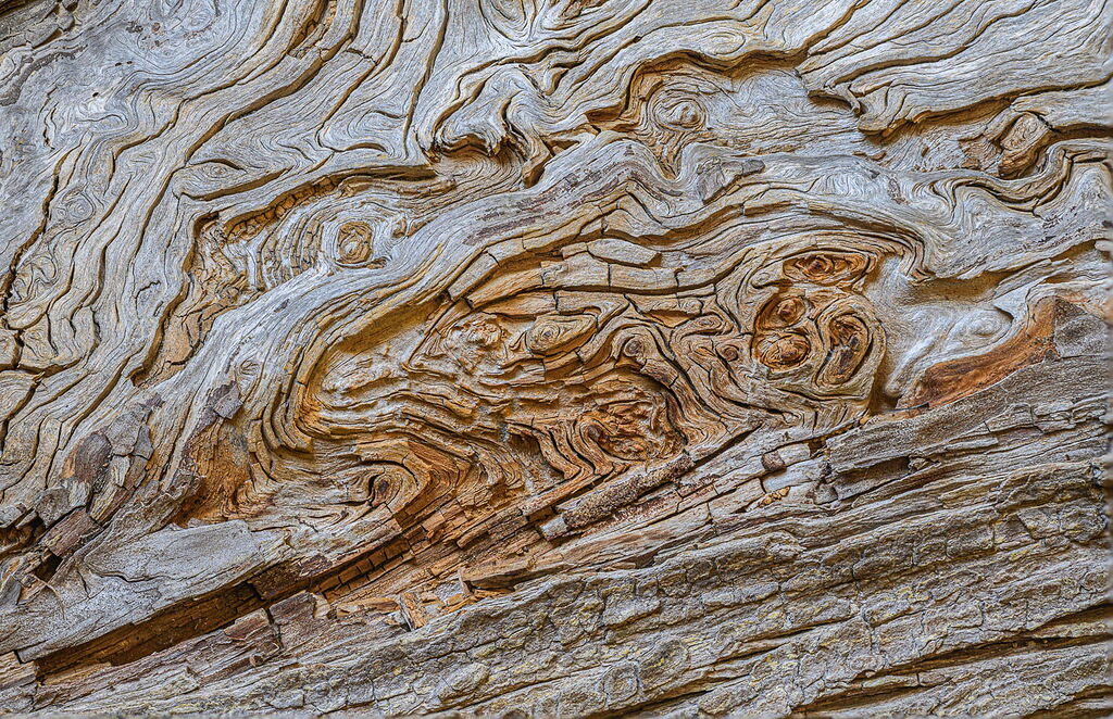 Nature's Engaging Complexity - Image Critiques - Nature Photographers ...