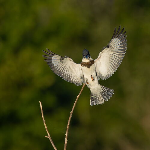 Belted Kingfisher 72.jpg