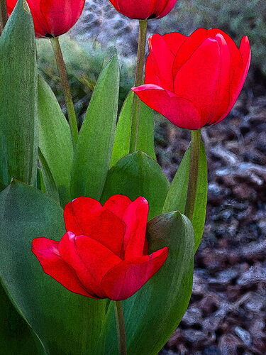 _3231575-NPN Spring Tulips.jpg
