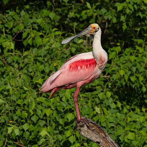 Roseate Spoonbill 25.jpg