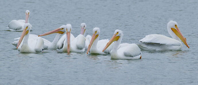 DSC_6912_DxO.jpg