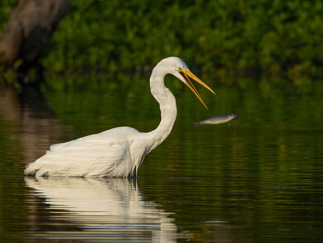 Great Egret 91