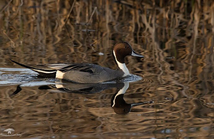 Northern Pintail