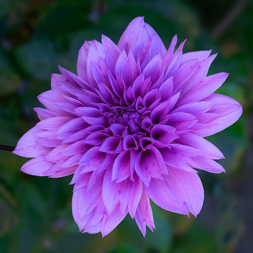 Just Dahlia Repost-Less vib, Topaz SHP, LR rad filt, SQ crp, and rotated. THX ALL