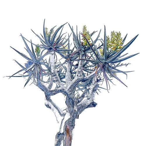 Revision 1 - Quiver Tree3.jpg
