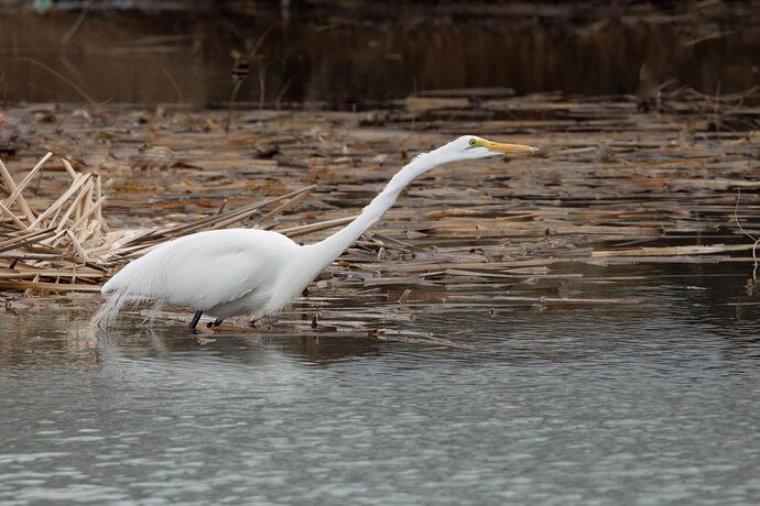 20230221-silverwook-lake-Shorebirds-0346-Edit