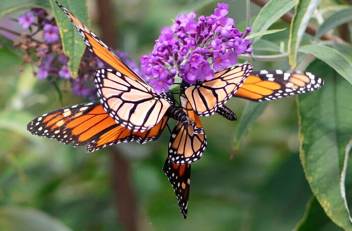 mating butterflies 2