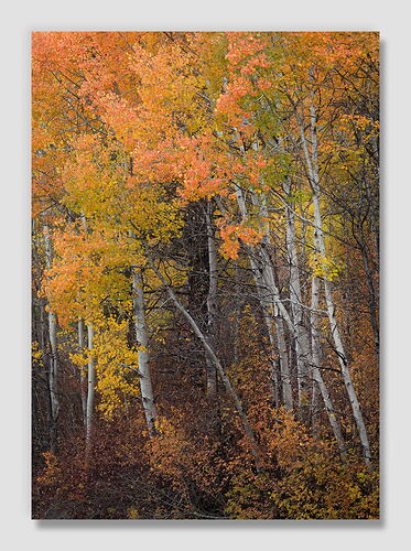 20251030 Colorful Minority